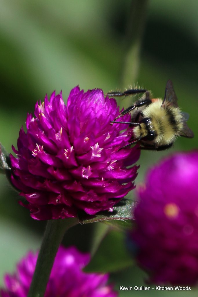 Bee on Purple Globe Amaranth Flowers #1